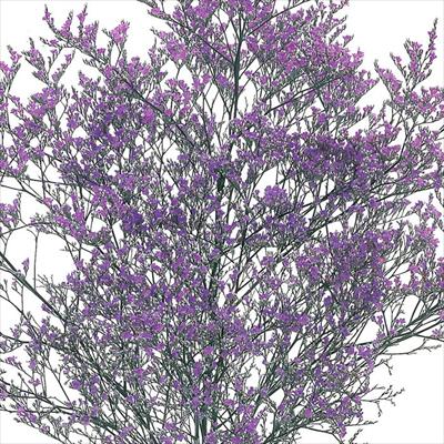 宿根スターチス 紫の銀河