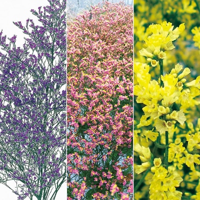 宿根スターチス 銀河 3種セット