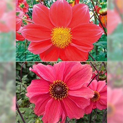 ダリア ガッツァリア 一重咲き 2種セット