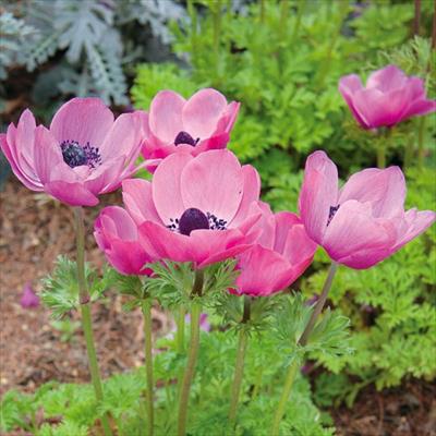 アネモネ ポルト オーキッド