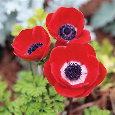 アネモネ ポルト スカーレット