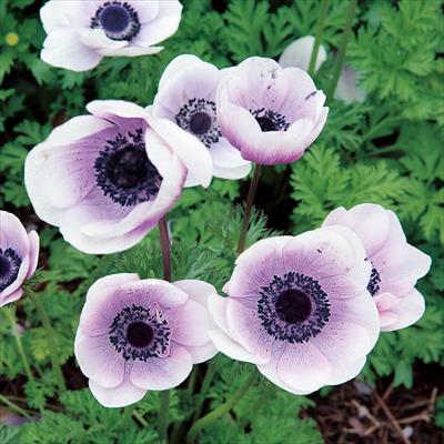 アネモネ ポルト パール