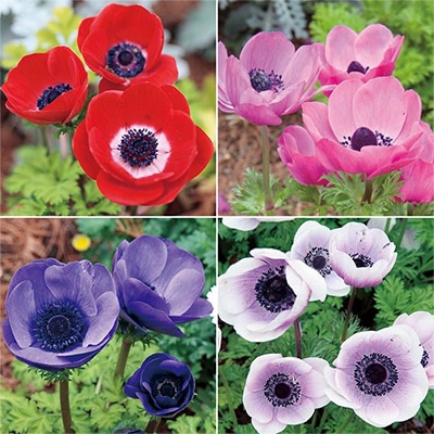 アネモネ ポルト 4種セット