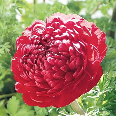 アネモネ 凜々花 スカーレット系