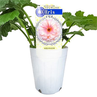 ラナンキュラス ラックス エリス