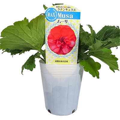 ラナンキュラス ラックス ムーサ