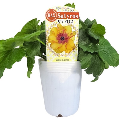 ラナンキュラス ラックス サティロス