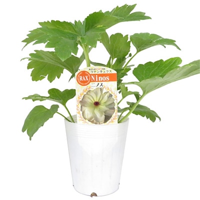 ラナンキュラス ラックス ニノス