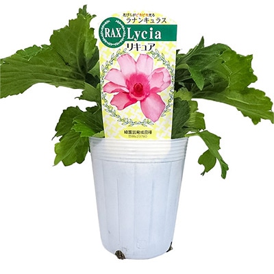 ラナンキュラス ラックス リキュア