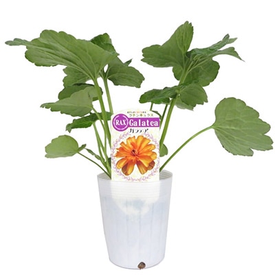 ラナンキュラス ラックス ガラテア