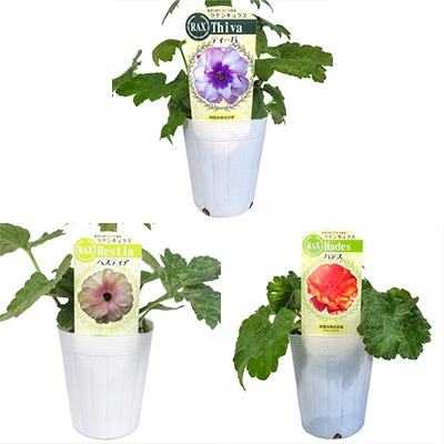 ラナンキュラス ラックス おすすめBセット