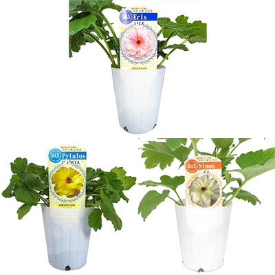 ラナンキュラス ラックス おすすめCセット