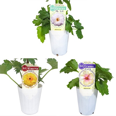 ラナンキュラス ラックス おすすめDセット