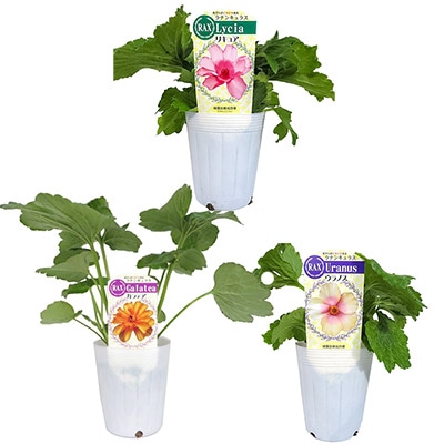 ラナンキュラス ラックス おすすめGセット