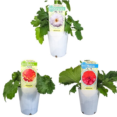 ラナンキュラス ラックス おすすめHセット