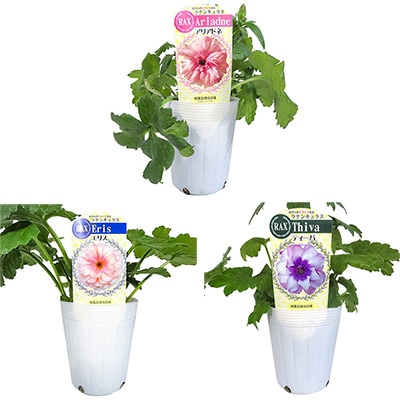 ラナンキュラス ラックス おすすめIセット