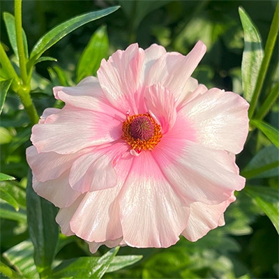 ラナンキュラス ラックス アリアドネ