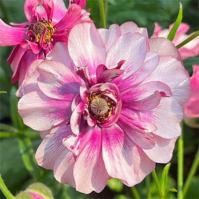 ラナンキュラス ラックス ティーバ