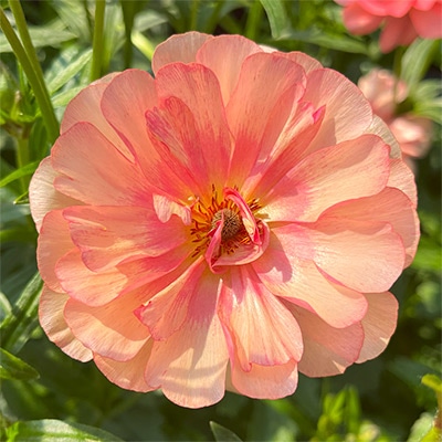 ラナンキュラス ラックス エリス