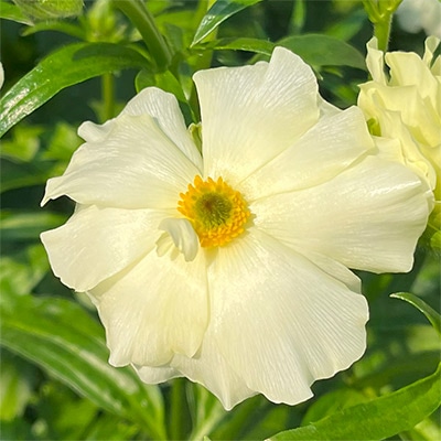 ラナンキュラス ラックス グレーシス