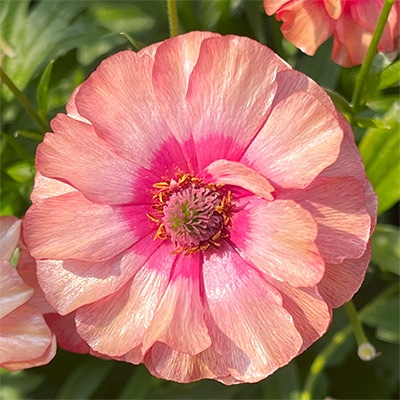 ラナンキュラス ラックス ムーサ