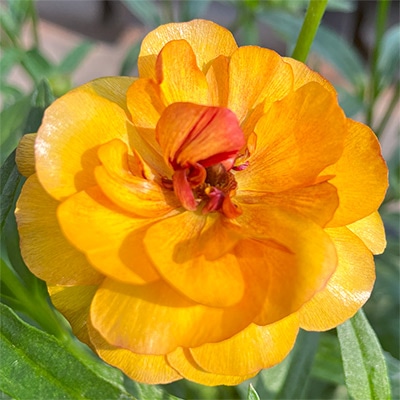 ラナンキュラス ラックス サティロス