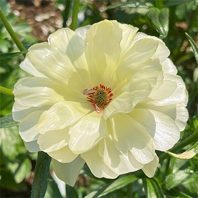 ラナンキュラス ラックス ニノス