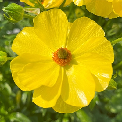 ラナンキュラス ラックス ピュタロス