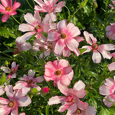 ラナンキュラス ラックス リュキア