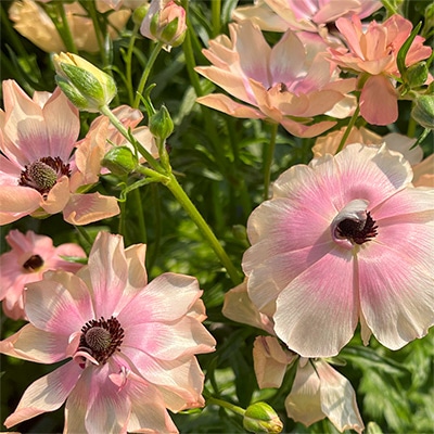 ラナンキュラス ラックス ヘスティア