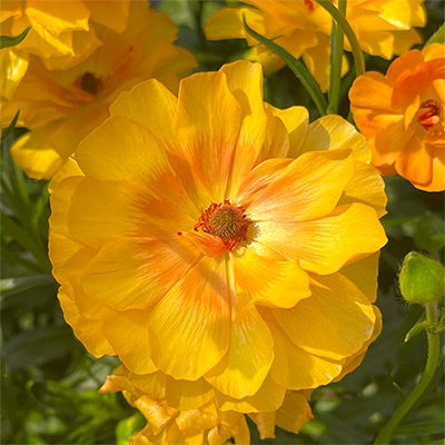 ラナンキュラス ラックス ミネルバ