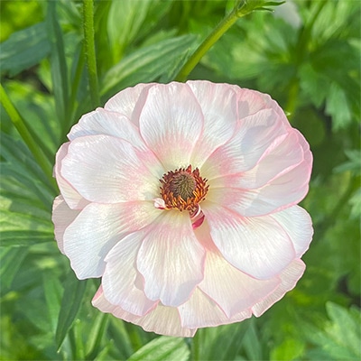 ラナンキュラス ラックス ヴィーナス