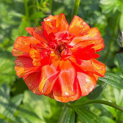 ラナンキュラス ラックス ミノアンⅡ