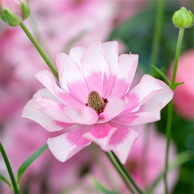 ラナンキュラス ラックス ヘラ