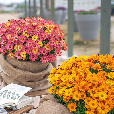 オステオスペルマム キャンディフィールズ 2種セット