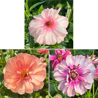 ラナンキュラス ラックス 春色カラー3種セット