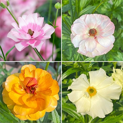 ラナンキュラス ラックス　クラシカルセット