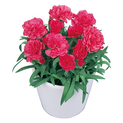 寄せ植えカーネーション プリティ ワイン