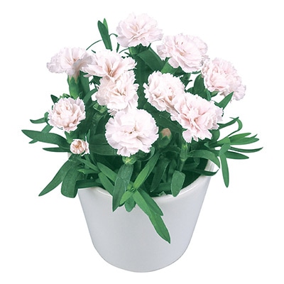 寄せ植えカーネーション プリティ みるく