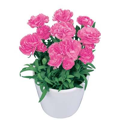 寄せ植えカーネーション プリティ ローズ