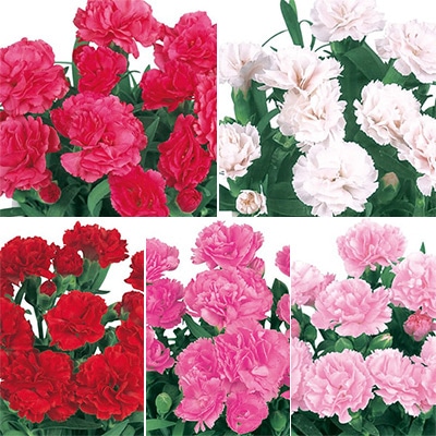 寄せ植えカーネーション プリティ お買い得セット