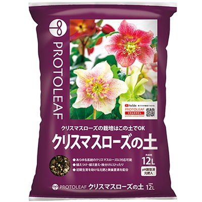 クリスマスローズの土