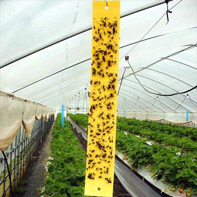 ビタットトルシー