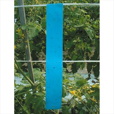 ビタットトルシー