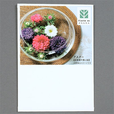 ぷらんたん（R） フラワー アスター