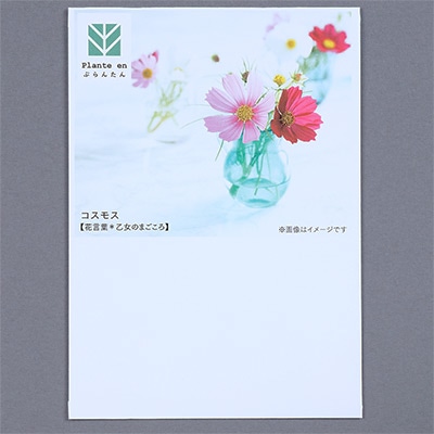 ぷらんたん（R） フラワー コスモス