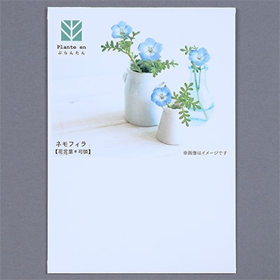 ぷらんたん（R） フラワー ネモフィラ