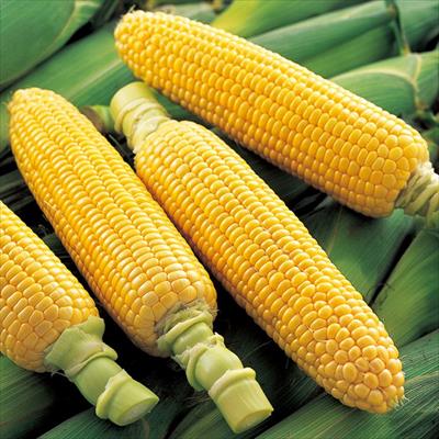 齊藤さんの嶽きみ ゴールドラッシュ