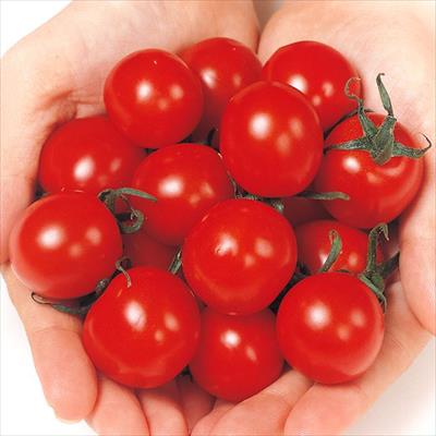 和歌山・印南町 ミニトマト 赤糖房(R)