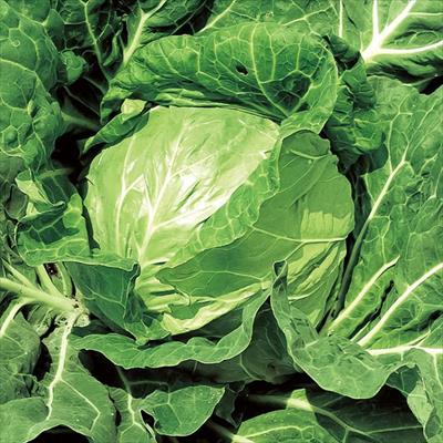 神奈川・三浦 伊藤さんの春キャベツ